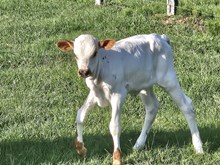 Spicey Iron Shot Heifer