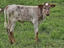 Carlotta Bull Calf