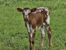Ginger Jane Bull Calf