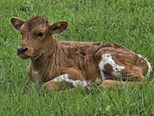 Chica Boom Boom Bull Calf