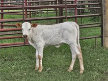 Candy Crush Heifer