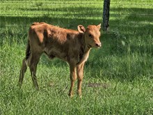Silver Kiss Heifer Calf