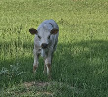 Brandywine Heifer