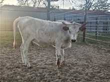 Spicey Iron Shot Heifer