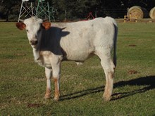 Brandywine Heifer