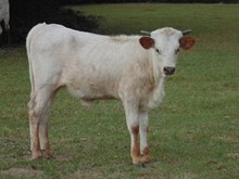 Brandywine Heifer