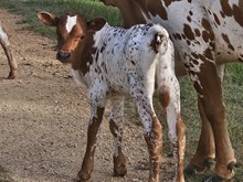 Lady Star Dust Bull Calf '25