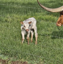 Frosty Bull Calf