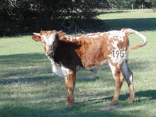 Ginger Jane Bull Calf