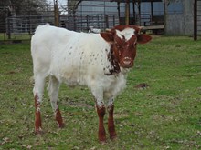 Helm Jade Heifer