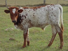 Lady Star Dust Bull Calf '25