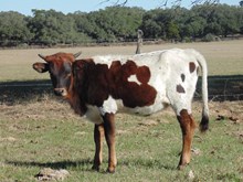 Unbranded Shadow PAT Heifer