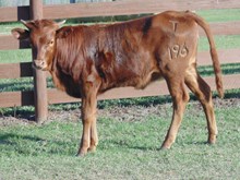 Silver Kiss Heifer Calf