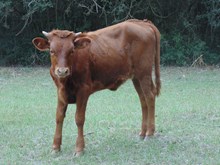 Silver Kiss Heifer Calf