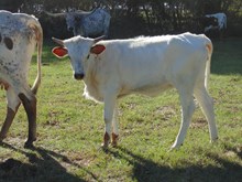 Spicey Iron Shot Heifer